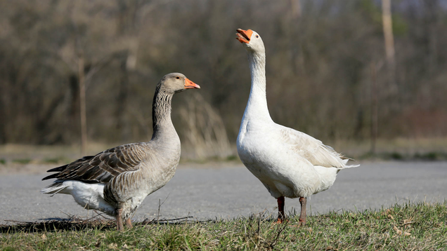 Illustration for article titled 9 Geese Who Have Taken Over My Daughter’s Bedroom And What Each Of Their Jobs Seems To Be